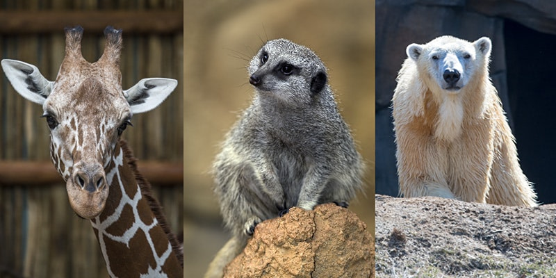 Virtual Meet-and-Greet a Lincoln Park Zoo Animal: Live from the